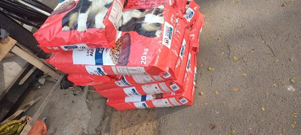 Croquettes au boeuf pour chien adulte