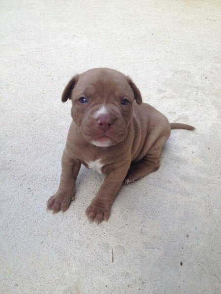 Adorable Chiot Pitbull