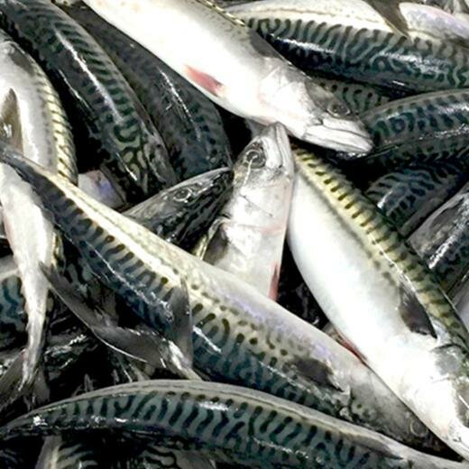 Mackerel