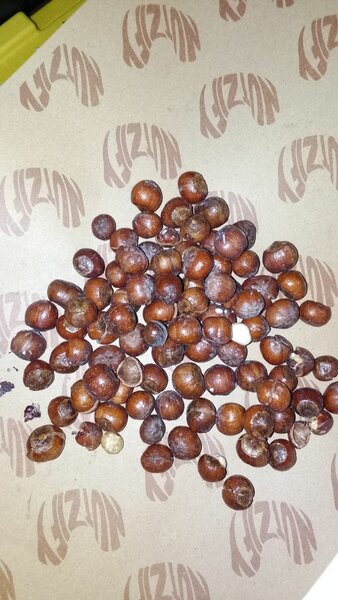 Hazelnuts