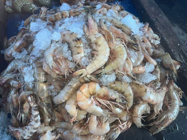 Gambas Fraîches au kilo