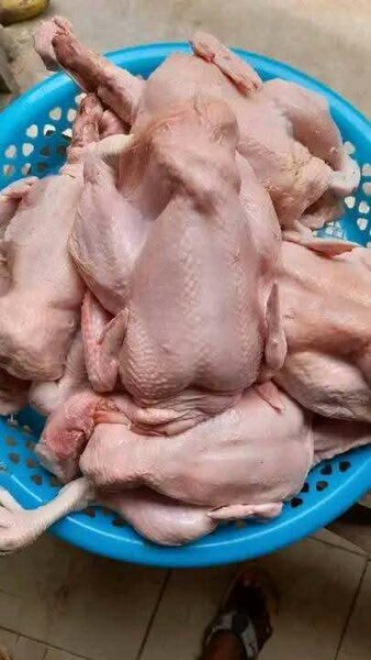 Poulet Frais de Qualité