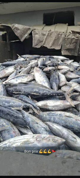 Poisson Thon Blanc Salé