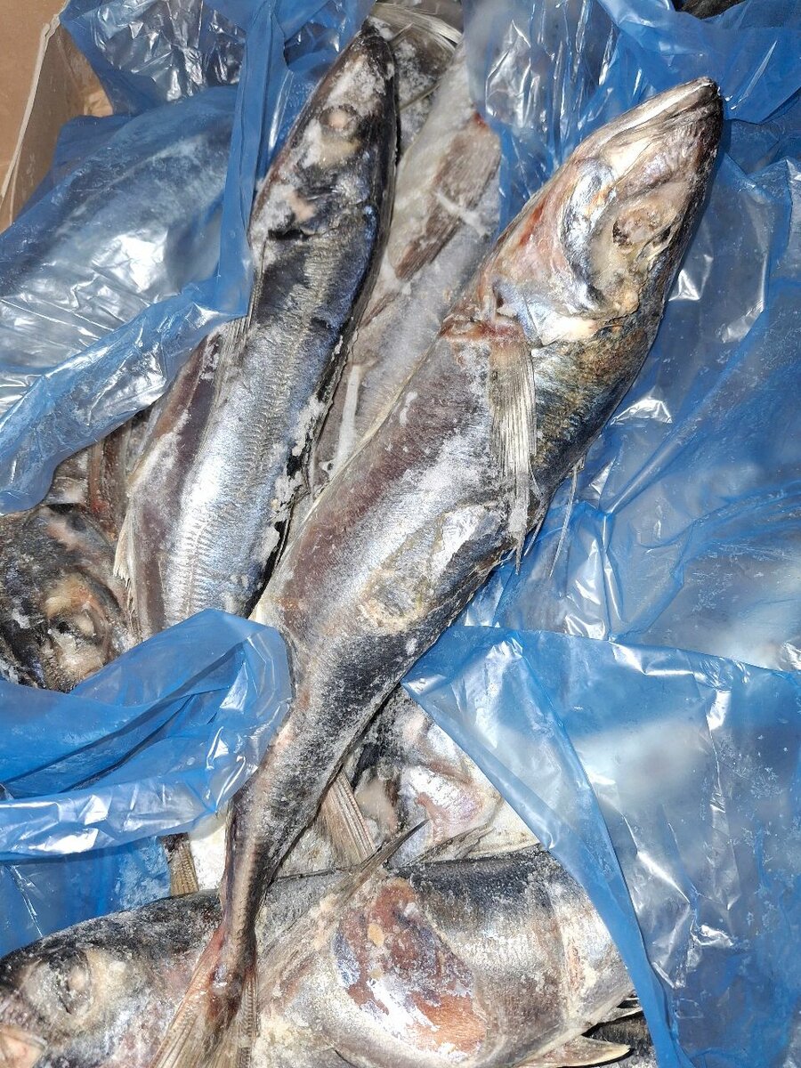 Poisson en gros et détail