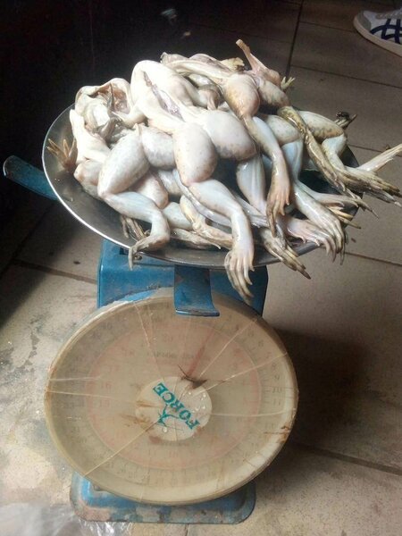 Cuisses de grenouille fraîches