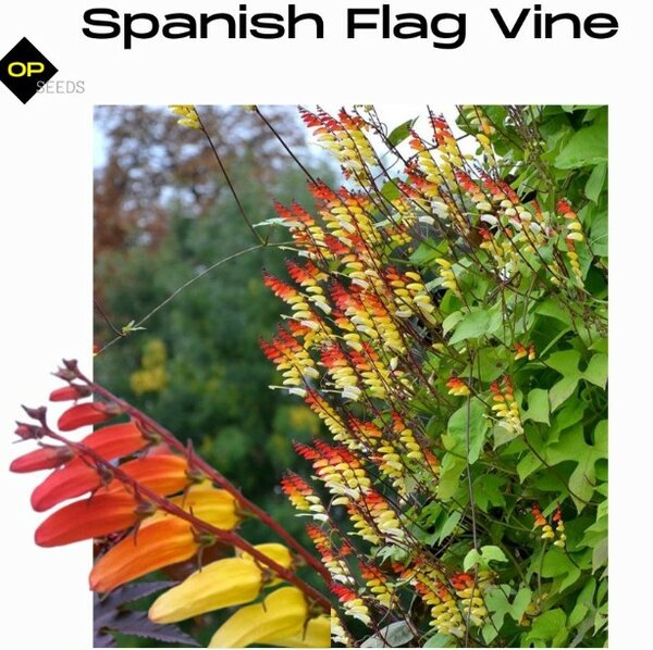 Spanish Flag Vine