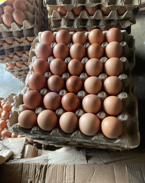 Œufs frais en gros
