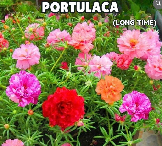 Portulaca – Long Time