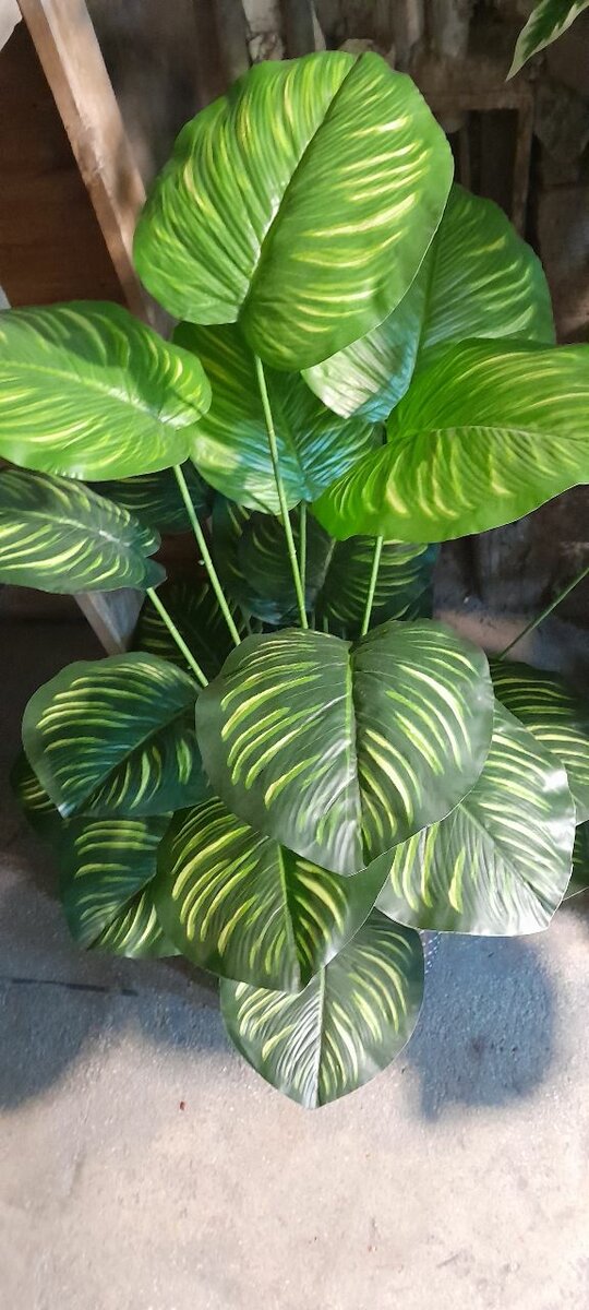 Money plant