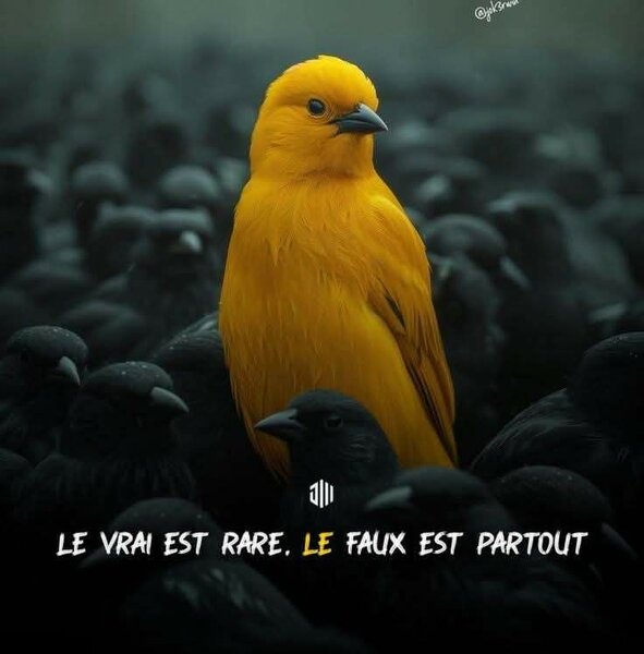 Prime d'Or🥇boutique 