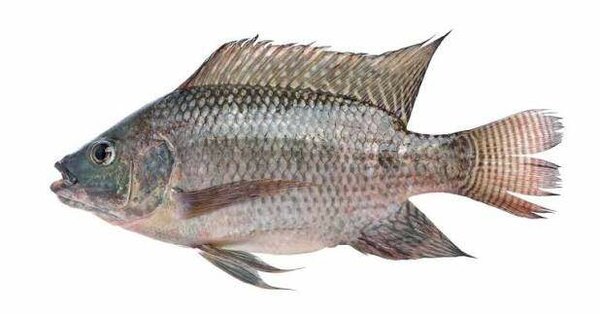 Tilapia 500/800 20kg