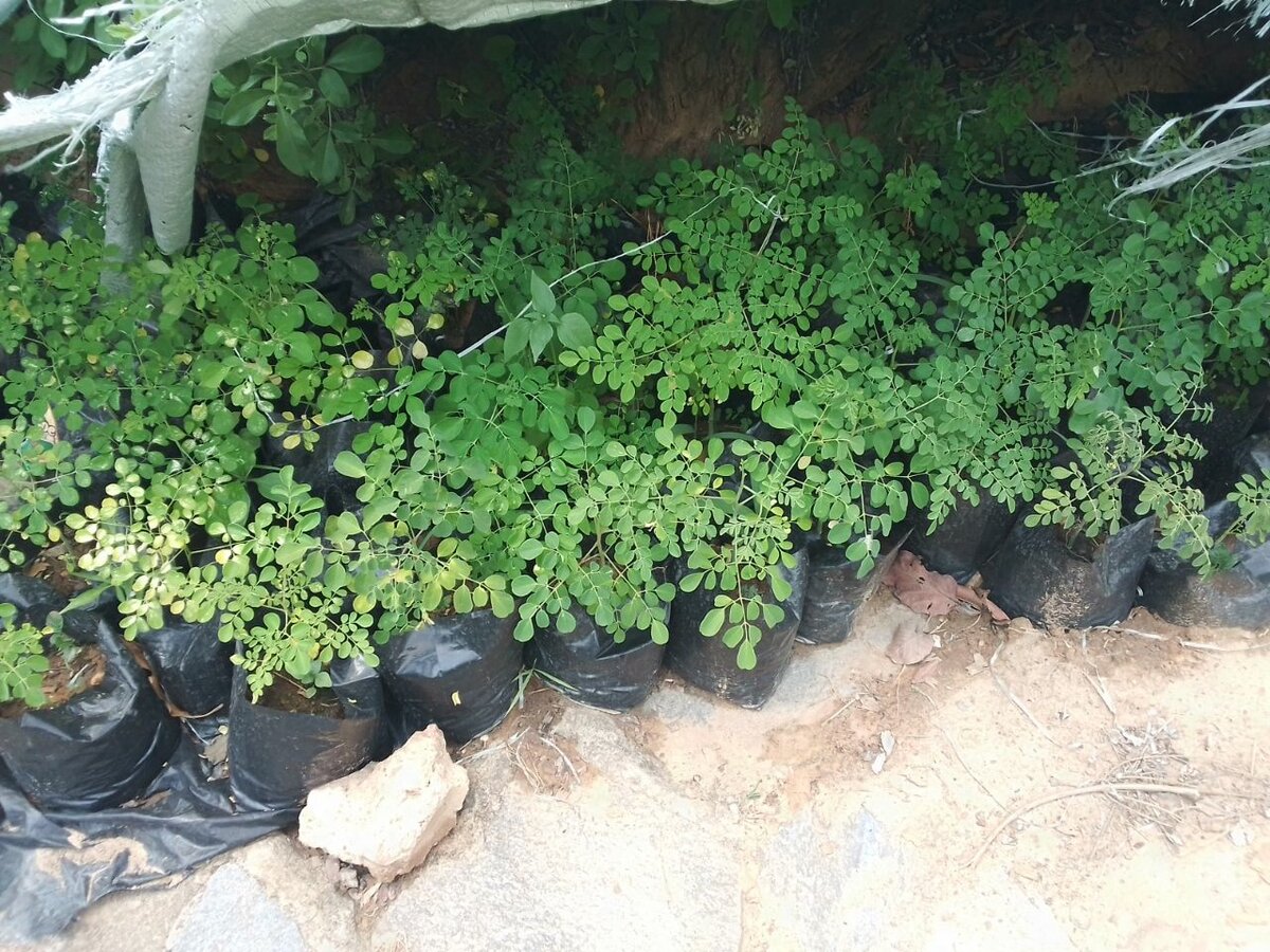 Moringa tree seedlings
