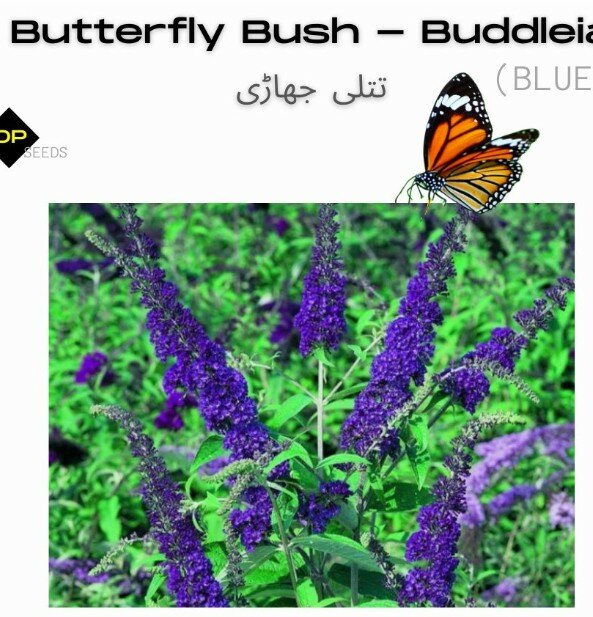 Buddleia Blue Seeds (Butterfly Bush)