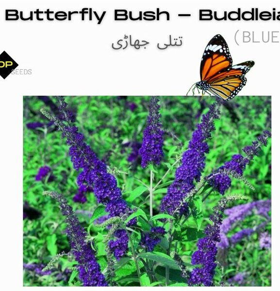 Buddleia Blue Seeds (Butterfly Bush)