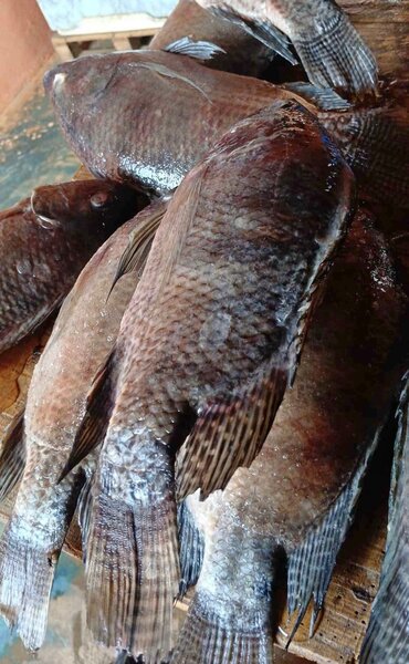 Tilapia fraîche eau douce