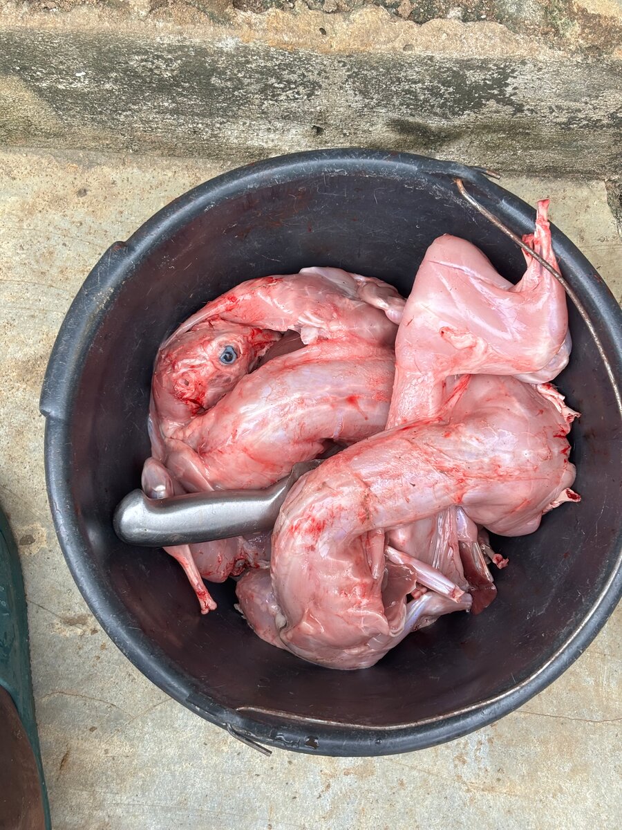 Lapins consommation &repro