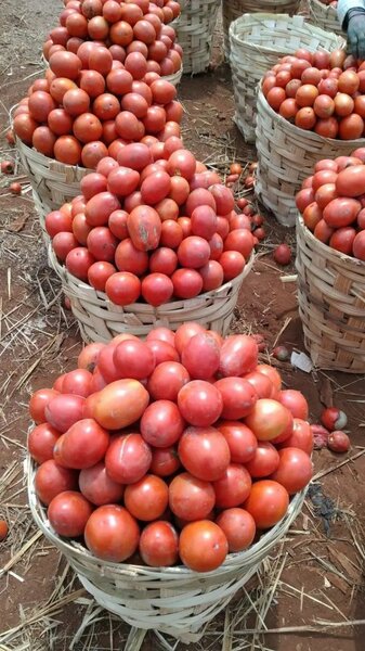 Tomates frais de haute qualité