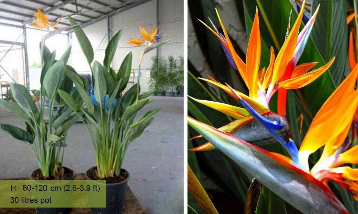 Birds of Paradise plant
