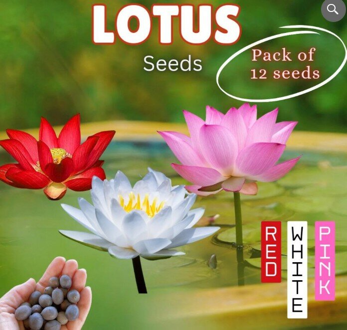 Lotus Seeds – Pack of 12 (Red, White, Pink)