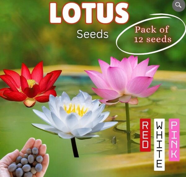 Lotus Seeds – Pack of 12 (Red, White, Pink)