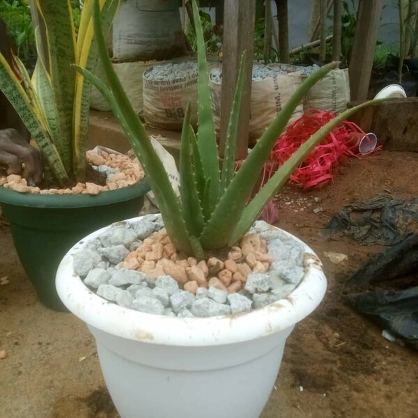 Plante Aloe Vera en Pot