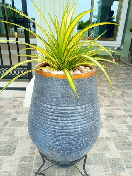 Pandanus plant