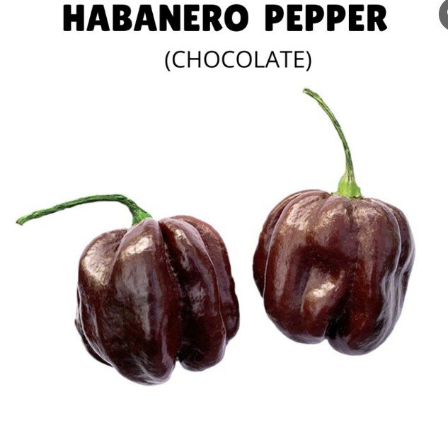 HABANERO PEPPER Seeds – Chocolate