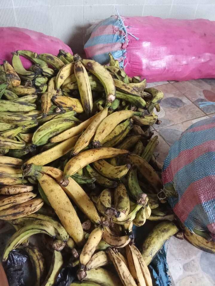 Bananes plantain