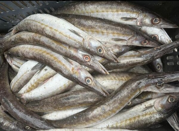 Poisson Frais de Mer