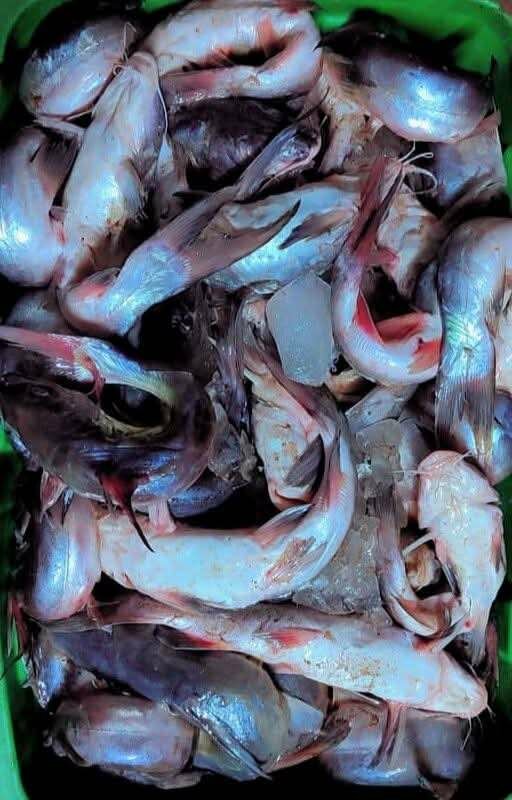 Mâchoirons d'eaux douces