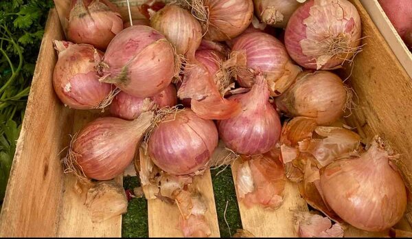 Oignons  frais