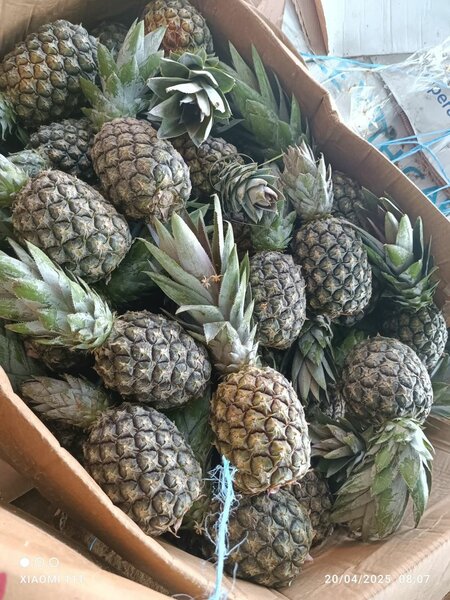 Ananas pain sucre en vrac