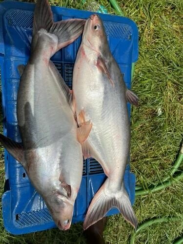 Machoiron Piqué Panga 10kg