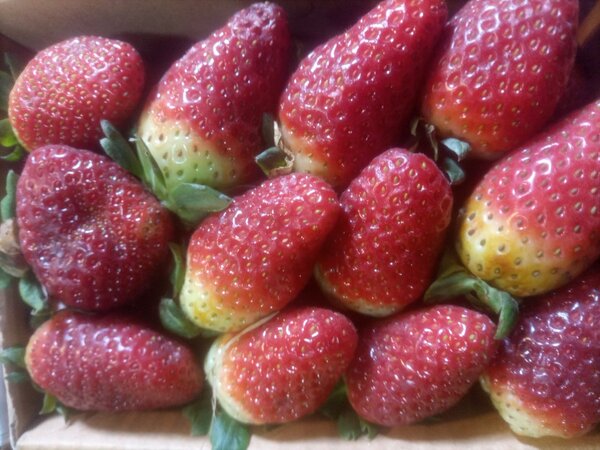 Strawberry 1 box