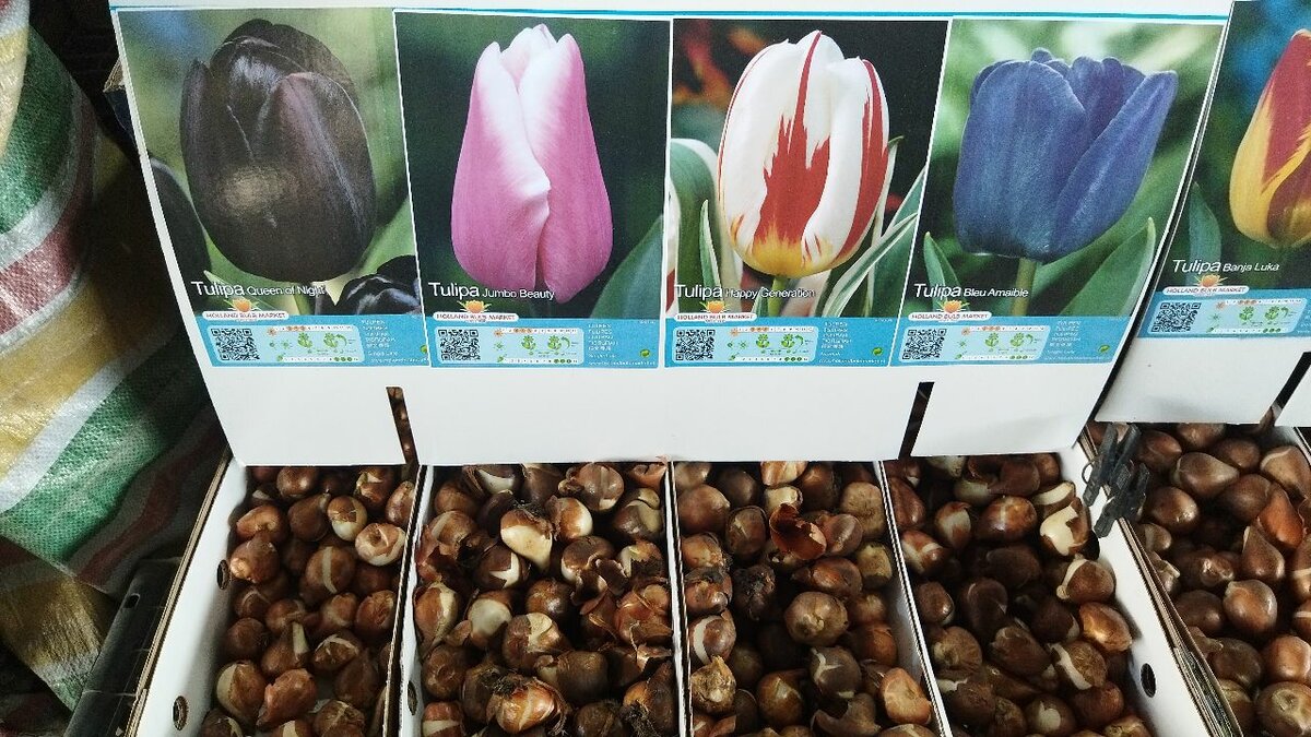 Бокаловидные тюльпаны