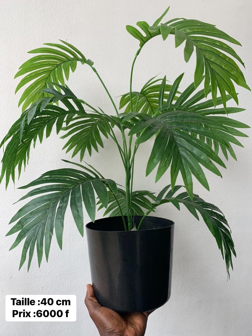 Plante verte d'intérieur 40cm