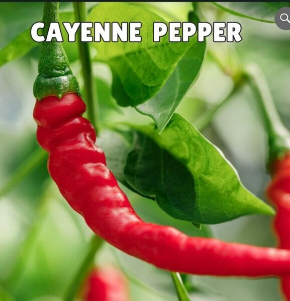 Cayenne Pepper Seeds