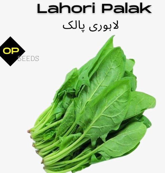 Lahori Palak (Cut Leaved)