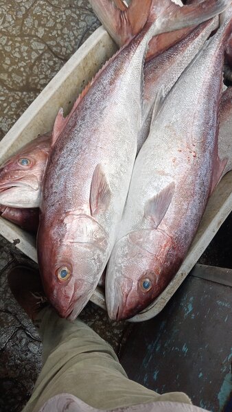 Poisson frais entier seriole