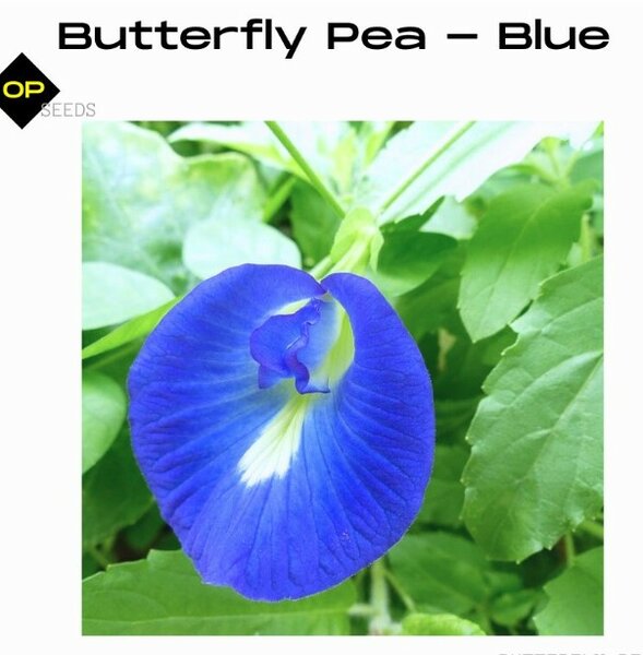 Butterfly Pea Seeds – Blue