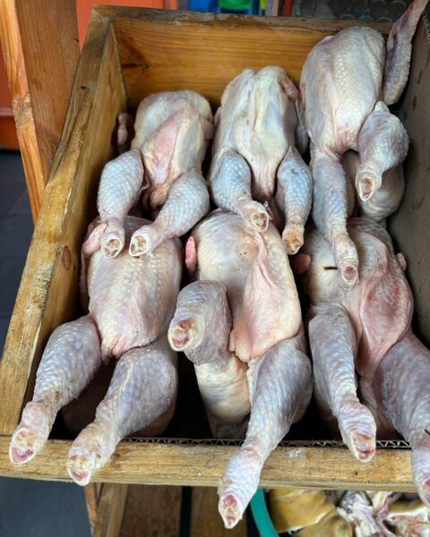 Poulet pondeuses