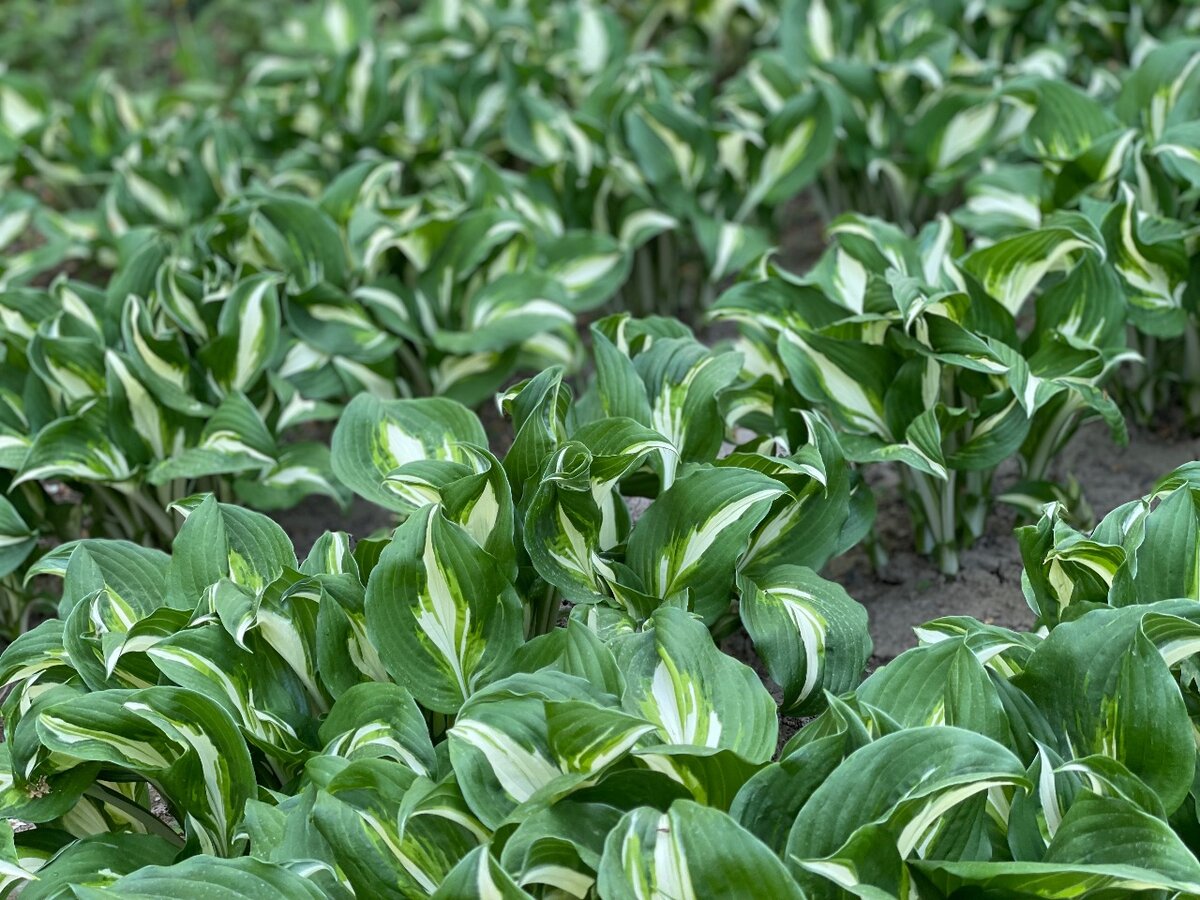 Хоста (есть сорта)