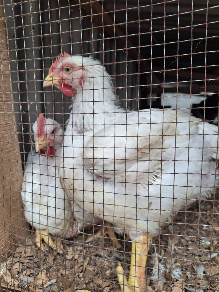 Poules Blanches en Enclos