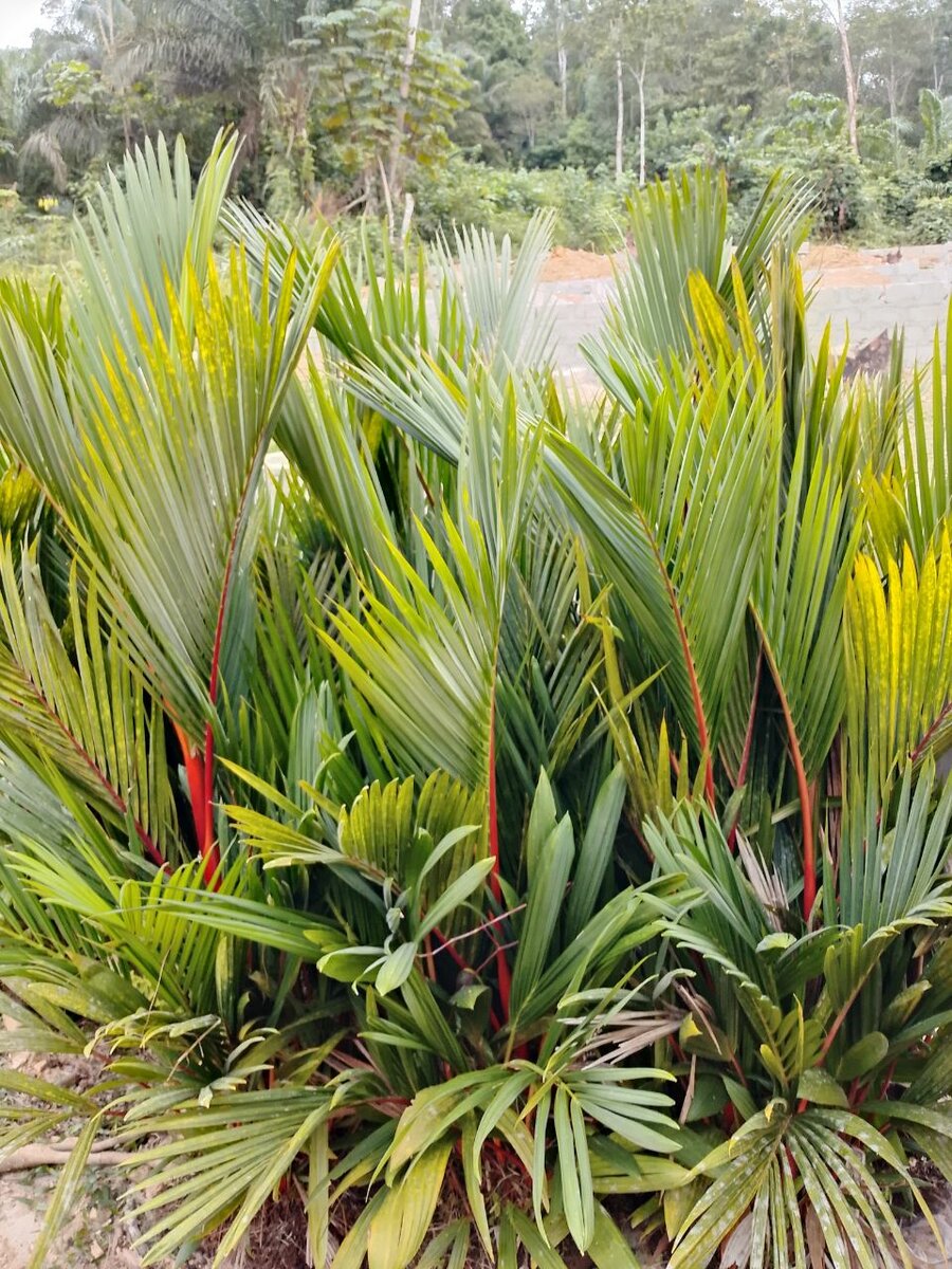 Palmier décoratif en pot