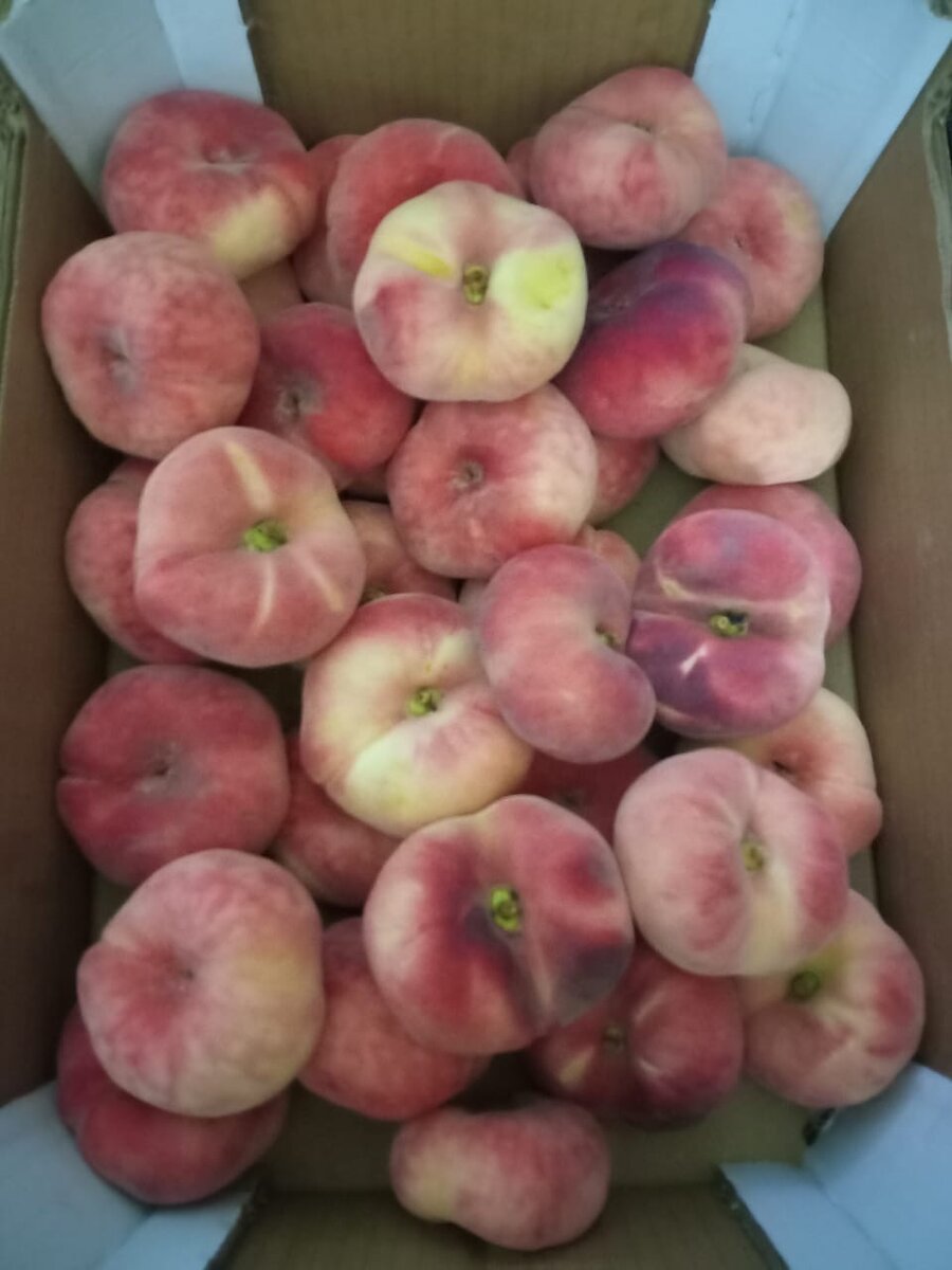 Pêches plates fraîches 5kg