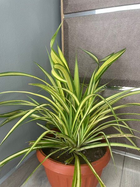 Spider plant ( Daniella)