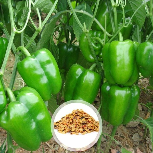 SWEET BELL PEPPER SEEDS