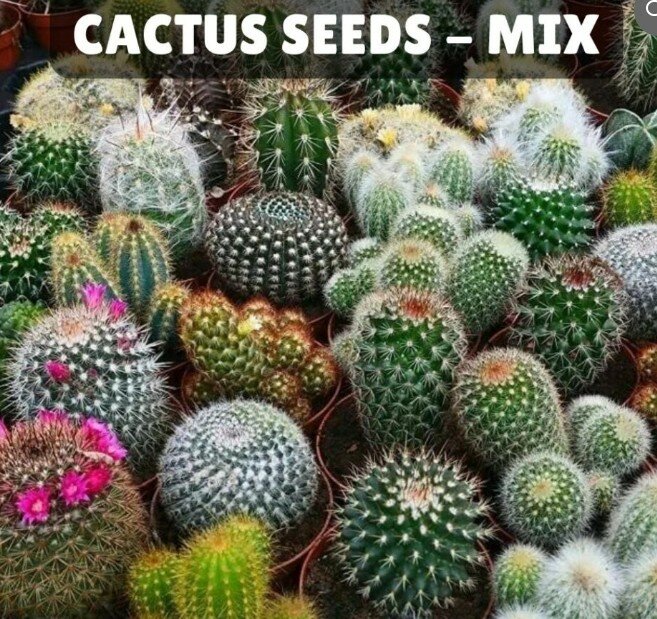 Cactus Seeds Mix