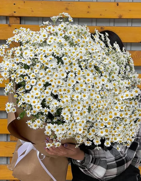 Кустовые ромашки