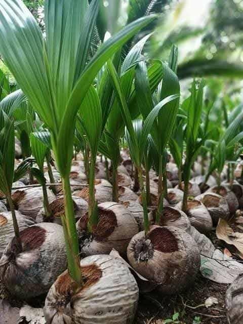 Coconut Seedlings